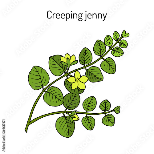 Creeping jenny (lysimachia nummularia), medicinal plant