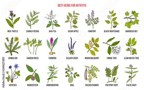 Best herbal remedies for hepatitis