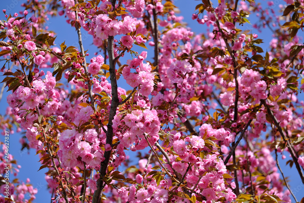 Beautiful bright pink sakura Beautiful bright pink sakura