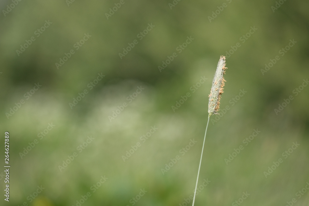 One flower with a green background with copy space One flower with a green background with copy space