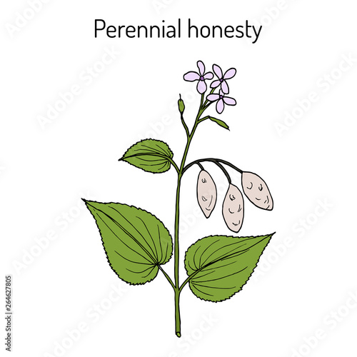 Perennial honesty (Lunaria rediviva), medicinal plant