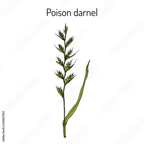 Poison darnel or cockle (Lolium temulentum), medicinal plant