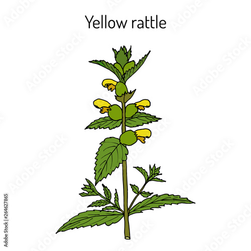 Little yellow rattle (Rhinanthus minor), medicinal plant.