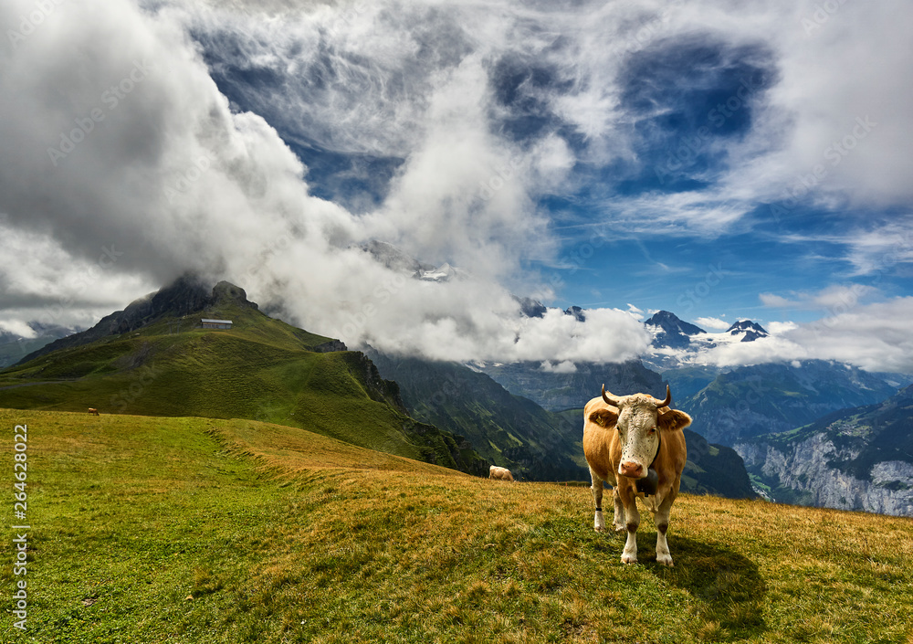 Cow in the swiss alps at high altitude grazing on grassy slope surrounded by snowy mountain peaks and clouds