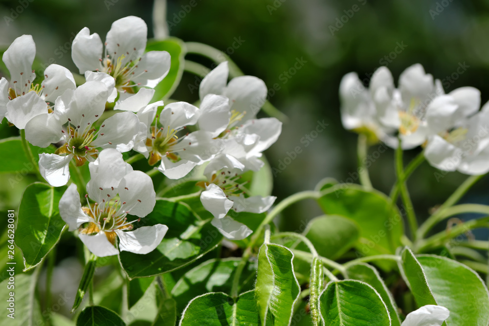 Closeup pear flowers bloom Closeup pear flowers bloom