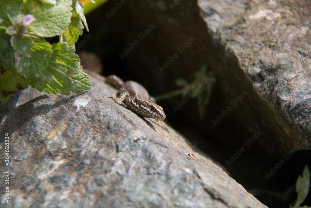 Brown Lizard Warming in the Hot Sun Brown Lizard Warming in the Hot Sun