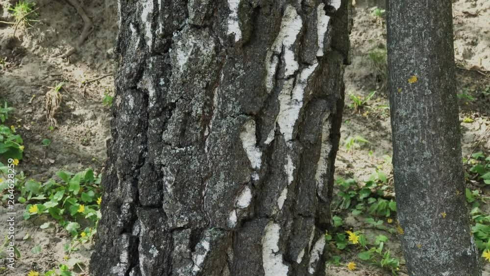 Beautiful birch trunk in sunny weather. Beautiful birch trunk in sunny weather.