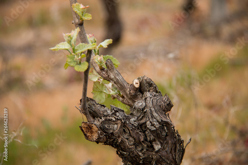Vin avec jeunes feuilles de raisin fraîches et moelleuses sur fond viticole