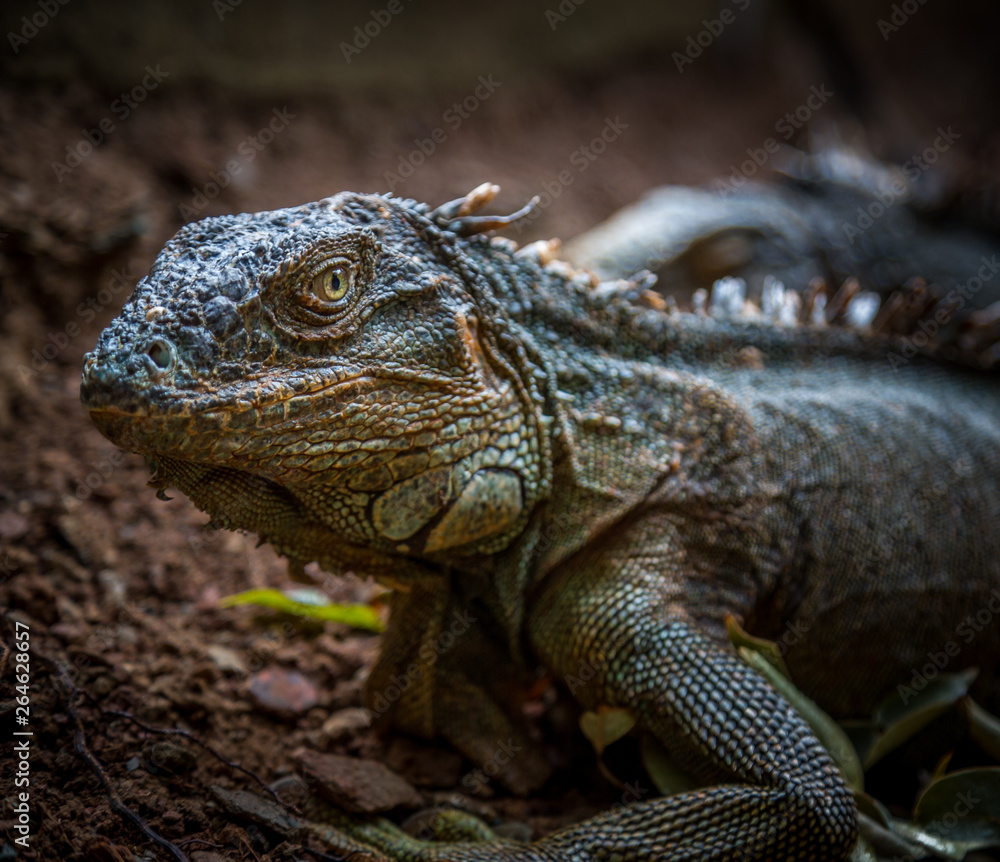 Iguana Close-Up. Iguana exposure done in an iguana farm in Roatan, Honduras. Photo with a wide open aperture in order to focus the animal face. Iguana Close-Up. Iguana exposure done in an iguana farm in Roatan, Honduras. Photo with a wide open aperture in order to focus the animal face.