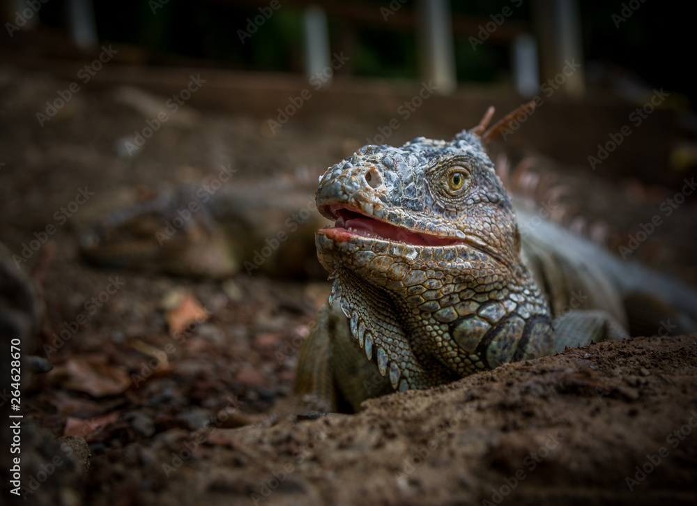 Iguana Close-Up. Iguana exposure done in an iguana farm in Roatan, Honduras. Photo with a wide open aperture in order to focus the animal face.