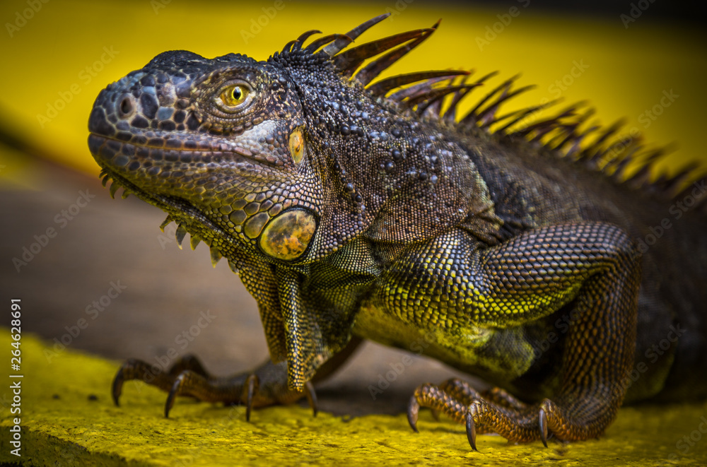 Obraz premium Iguana Close-Up. Iguana exposure done in an iguana farm in Roatan, Honduras. Photo with a wide open aperture in order to focus the animal face.