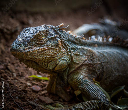 Iguana Close-Up. Iguana exposure done in an iguana farm in Roatan  Honduras. Photo with a wide open aperture in order to focus the animal face.