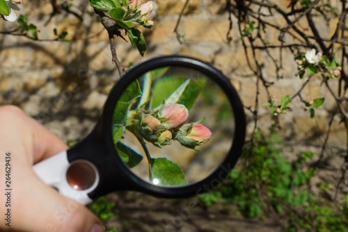 magnifier enlarges red flowers with green leaves on an apple tree branch in a spring garden