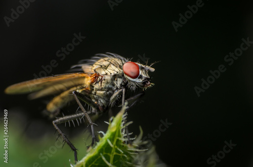 close up of a house fly sitting on a leaf © Andreas Lorentzatos