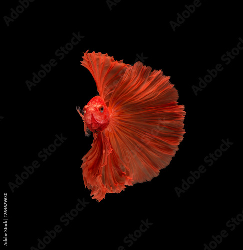macro the beautiful small siam betta fish with black isolate background