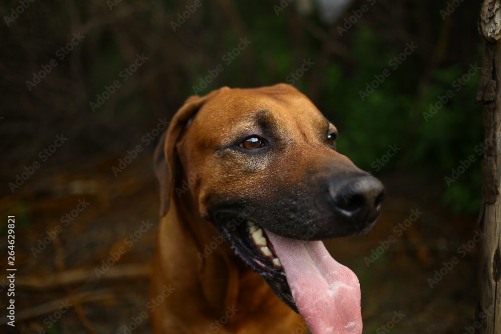 Side view at a rhodesian ridgeback for a walk outdoors on a field