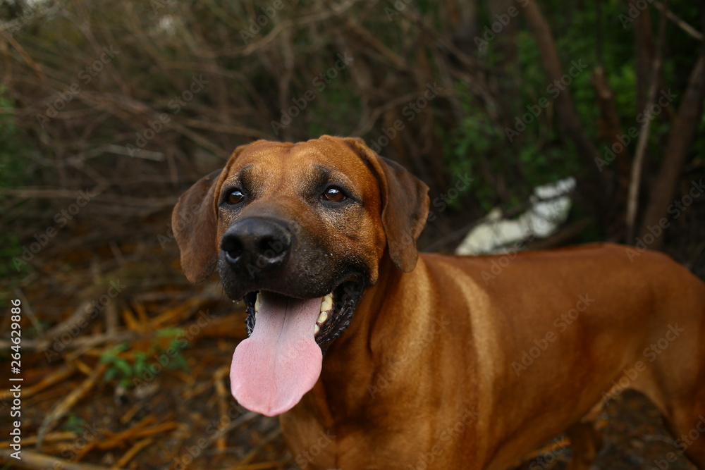 Front view at a rhodesian ridgeback for a walk outdoors on a field