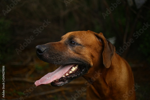 Side view at a rhodesian ridgeback for a walk outdoors on a field © Alexandr
