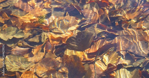 Wallpaper Mural Clean transparent watter wave ripple sunlight reflection and tree plant leaf Torontodigital.ca