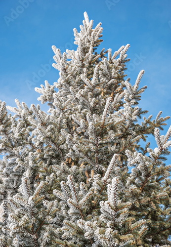 Frost on  branches of blue spruce