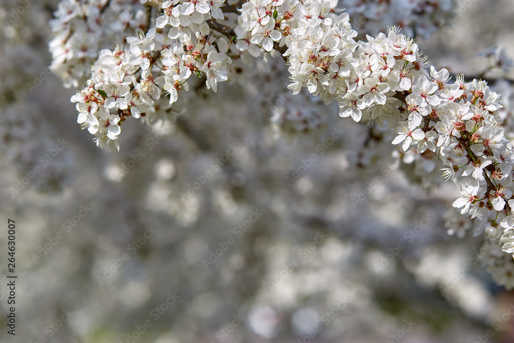 Fototapeta White blooming flowers of cherry plum tree. Mirabelle plum tree. Myrobalan tree.