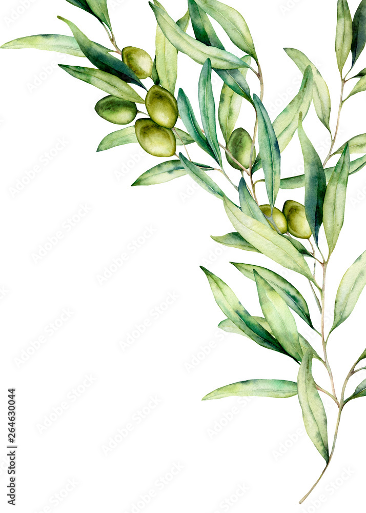 Watercolor olive branch card with green olives, leaves. Hand painted ...