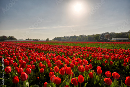 Tulip field with green and red flowers during spring in the Netherlands