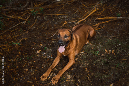 Front view at a rhodesian ridgeback for a walk outdoors on a field © Alexandr