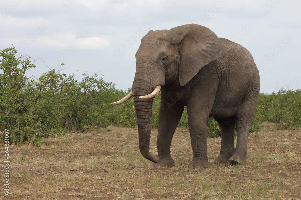 Afrikanischer Elefant / African elephant / Loxodonta africana