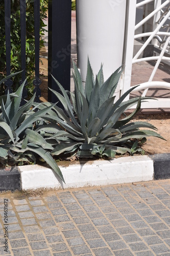 Aloe Vera