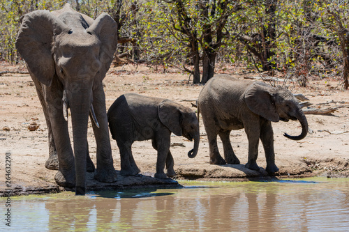 African Elephants