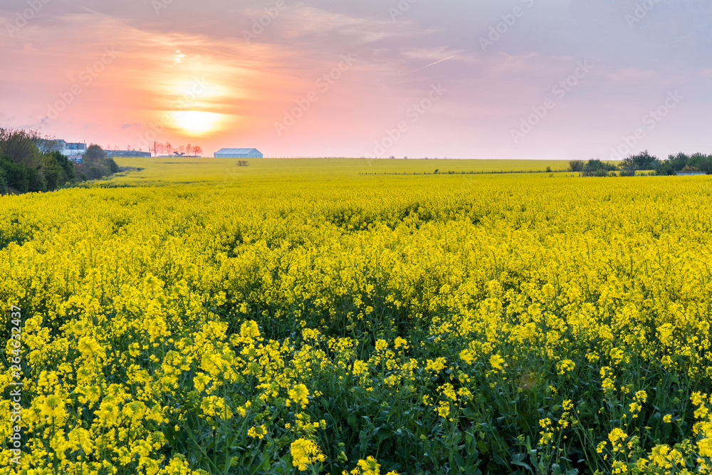 Obraz premium field of rapeseed oil, colza field with sunset