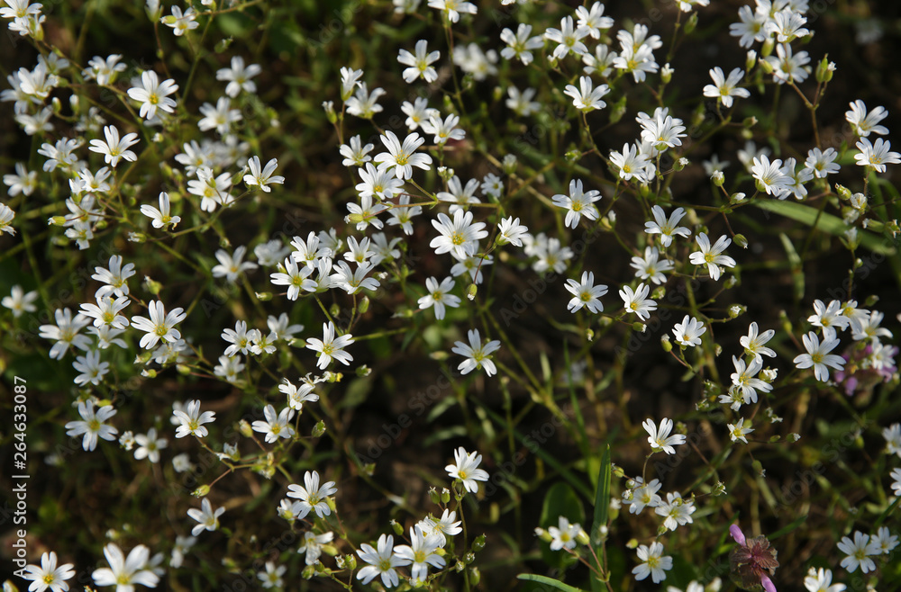 white flowers on green background. Top view. Flat lay white flowers on green background. Top view. Flat lay