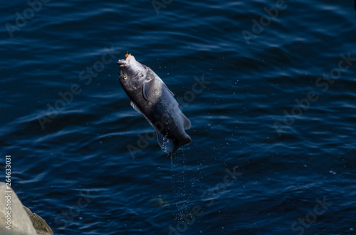 Tautog being pulled out of Acushnet River