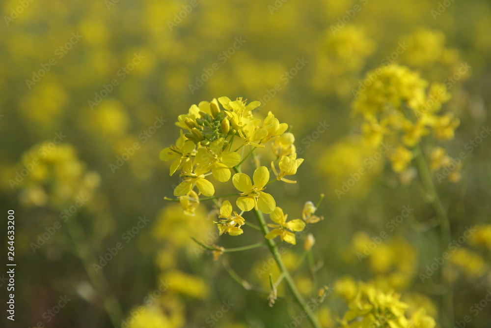 yellow flowers in the field for background yellow flowers in the field for background