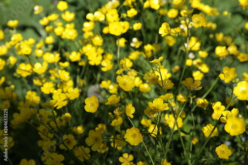 yellow flowers of celandine