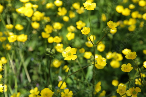  field of yellow flowers of celandine