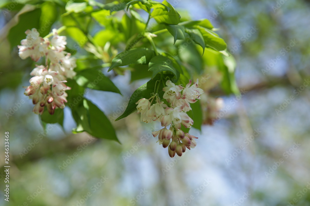 branch of a blossoming tree in spring branch of a blossoming tree in spring