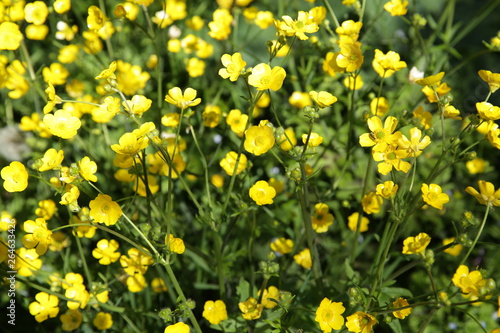  field of yellow flowers of celandine