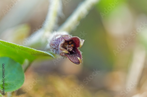 Forest plant European wild ginger (Asarum europaeum L.) in spring during flowering. European wild ginger (Asarum europaeum L.) with flowers, selective focus photo