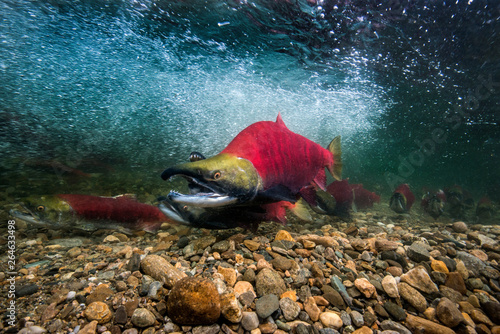 California, British Columbia, Adams River, Sockeye salmons, Oncorhynchus nerka photo