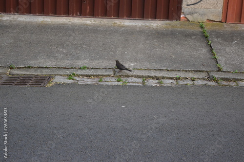 Amsel
