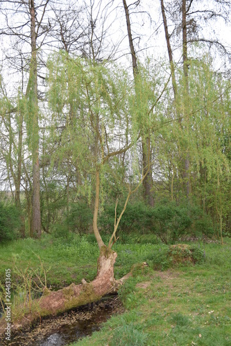 Baum im Sumpf