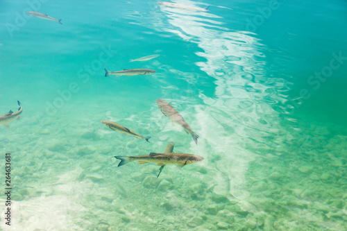 Austria, Salzburg, Salzkammergut, Salzburger Land, Wolfgangsee, chubs in water