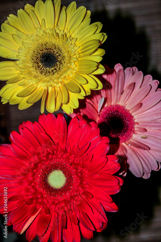 Bright and colorful gerberas flowers close up. Beautiful and the best flowers of the world.