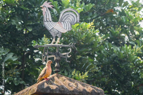 Passaro marrome laranja na chamine da churrasqueira, Brasil photo