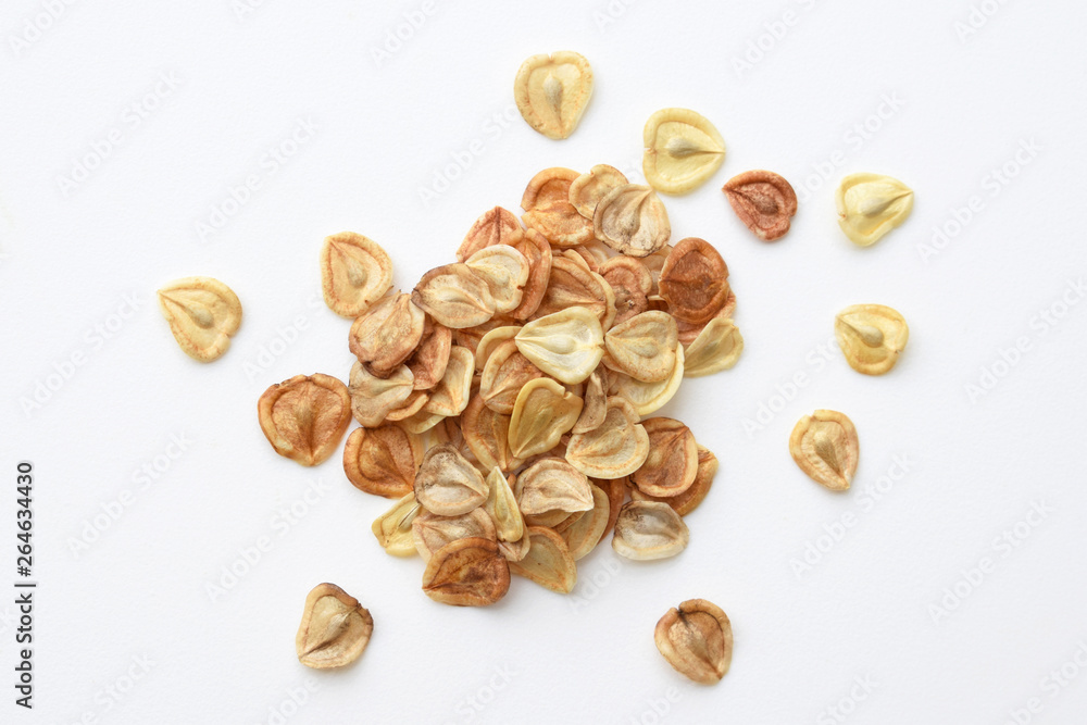 Seeds of Dimorphotheca sinuata flower