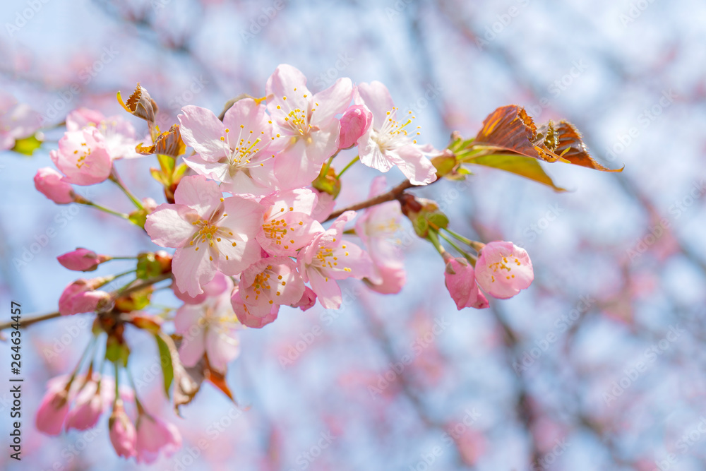 Obraz premium Spring flowering of sakura. Background for a festive wedding greeting card and wedding invitation.