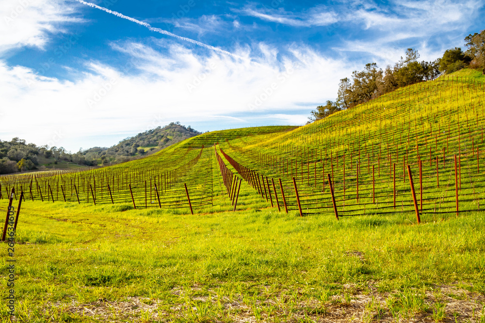 A vineyard in Napa Valley, California on a hillside looking down rows of vines.