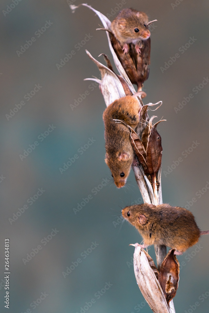 Eurasian harvest mice (Micromys minutus) on dry plant - closeup with selective focus Eurasian harvest mice (Micromys minutus) on dry plant - closeup with selective focus